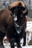 NDB03190923 Amerikaanse bizon / Bison bison bison