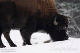 NDB03190930 Amerikaanse bizon / Bison bison bison