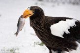 NDB03190942 Stellers zeearend / Haliaeetus pelagicus