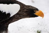 NDB03190962 Stellers zeearend / Haliaeetus pelagicus