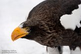NDB03190966 Stellers zeearend / Haliaeetus pelagicus