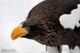 NDB03190966 Stellers zeearend / Haliaeetus pelagicus