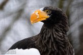 NDB03190980 Stellers zeearend / Haliaeetus pelagicus