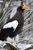 NDB03190986 Stellers zeearend / Haliaeetus pelagicus