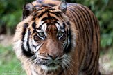 NDB01200714 Sumatraanse tijger / Panthera tigris sumatrae