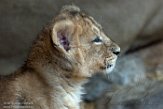 NDB15187192 Aziatische leeuw / Panthera leo persica