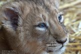 NDB15187210 Aziatische leeuw / Panthera leo persica