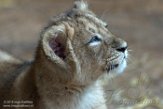NDB15187333 Aziatische leeuw / Panthera leo persica