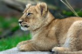 NDB16187439 Aziatische leeuw / Panthera leo persica