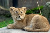 NDB16187452 Aziatische leeuw / Panthera leo persica