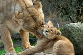 NDB16187457 Aziatische leeuw / Panthera leo persica