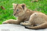 NDB16187465 Aziatische leeuw / Panthera leo persica