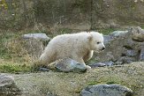 NDB03150563 ijsbeer / Ursus maritimus 27-2-2015