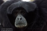 BZO01132456 siamang / Symphalangus syndactylus