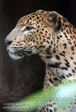 NBZ01132465 Sri Lanka panter/ Panthera pardus kotiya