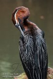 NBZ01132493 Afrikaanse slangenhalsvogel / Anhinga rufa