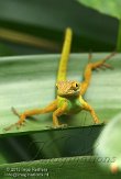 NBZ01132519 marmeranolis / Anolis marmoratus