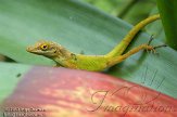 NBZ01132523 marmeranolis / Anolis marmoratus