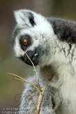 NBZ01132619 ringstaartmaki / Lemur catta