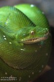 NBZ01157002 groene boompython / Morelia viridis