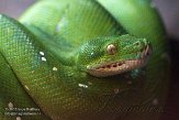 NBZ01157006 groene boompython / Morelia viridis