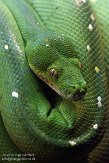 NBZ01157073 groene boompython / Morelia viridis