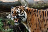 NBZ01157081 Sumatraanse tijger / Panthera tigris sumatrae