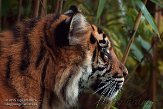 NBZ01157089 Sumatraanse tijger / Panthera tigris sumatrae