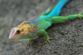 NBZ01162635 marmeranolis / Anolis marmoratus