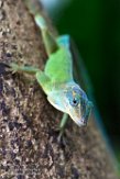 NBZ01162647 marmeranolis / Anolis marmoratus