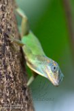 NBZ01162649 marmeranolis / Anolis marmoratus