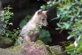 NBZ01162674 Europese goudjakhals / Canis aureus moreotica