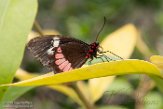 NBZ01183189 roodgestipte page / Parides iphidamas