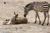 NBZ01183234 Grantzebra / Equus quagga boehmi