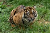 NBZ01183265 Sumatraanse tijger / Panthera tigris sumatrae