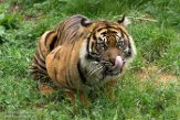 NBZ01183267 Sumatraanse tijger / Panthera tigris sumatrae