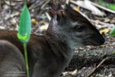 NBZ01183294 blauwe duiker / Philantomba monticola