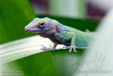 NBZ01191958 marmeranolis / Anolis marmoratus