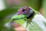 NBZ01191966 marmeranolis / Anolis marmoratus