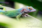 NBZ01191968 marmeranolis / Anolis marmoratus