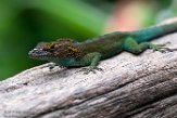 NBZ01191978 marmeranolis / Anolis marmoratus