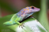 NBZ01191985 marmeranolis / Anolis marmoratus