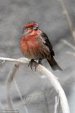 NBZ01200232 Mexicaanse roodmus /carpodacus mexicanus