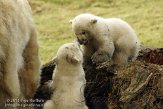 NDE01130630 ijsbeer / Ursus maritimus