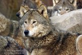 NDE01130654 Europese wolf / Canis lupus lupus