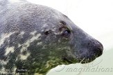 NEM01133731 grijze zeehond / Halichoerus grypus