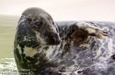 NEM01133825 grijze zeehond / Halichoerus grypus