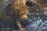 NDE01151423 jaguar / Panthera onca