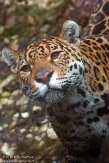 NDE01151450 jaguar / Panthera onca