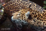 NDE01151451 jaguar / Panthera onca